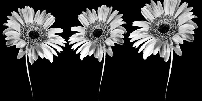 1920x1200 Black and White Flower Wallpaper (56+ images)