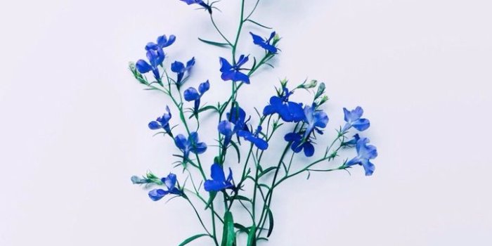 720x1280 Blue Aesthetic Flower Wallpapers - Top Free Blue Aesthetic Flower  Backgrounds - WallpaperAccess
