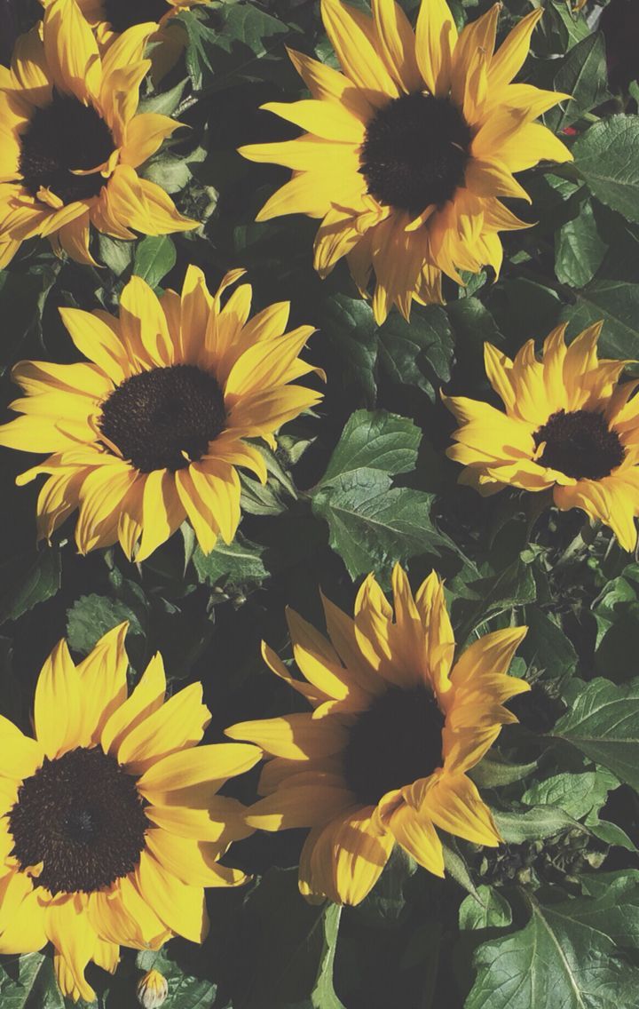 720x1136 Anniehallw ☻ Sunflower Iphone Wallpaper, Yellow Flowers, - Iphone