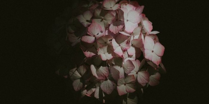 1000x1333 Flowers with Black Background | 100+ best free black, flower, petal