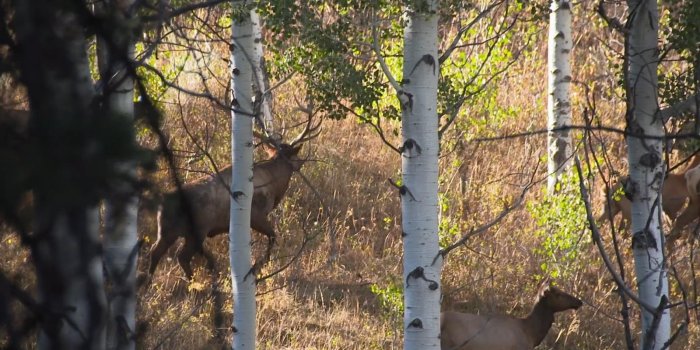 1600x900 BACK TO THE MOUNTAINS FOR CAM HANES | UA Newsroom