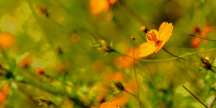 4192x2795 Free stock photo of beautiful, flowers, grainy