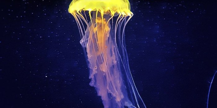 1000x1778 500+ Jellyfish Pictures [HD] | Download Free Images on Unsplash
