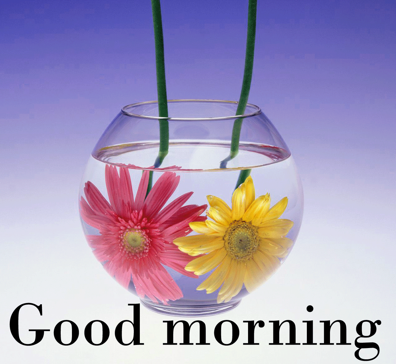 1266x1164 328+ Good morning beautiful friday Images Photo Pics Wallpaper HD