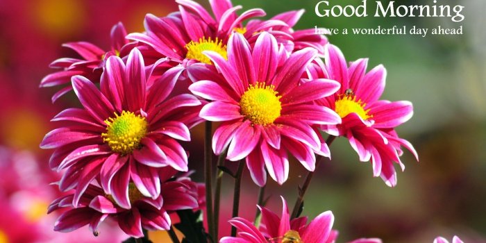 1920x1200 69+ Good Morning Wallpapers on WallpaperPlay