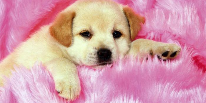 1920x1440 Cute Little Puppys Puppy Pictures Widescreen With Small High Quality