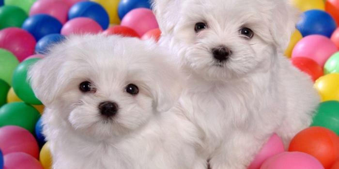 1280x800 Cute Dogs And Puppies Wallpapers