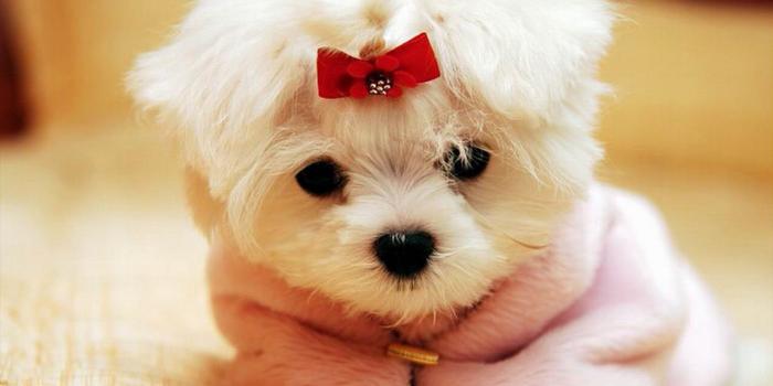 1920x1200 16898 cutest puppy wallpaper