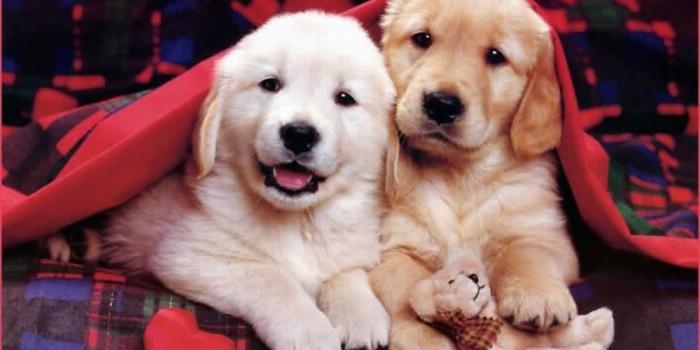 1280x800 Cute Puppies :) - Puppies Wallpaper (22040869) - Fanpop