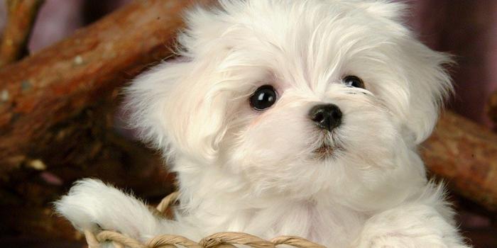 1024x768 Download And Wallpapers Cute Puppies Wallpapers Very Cute Puppies