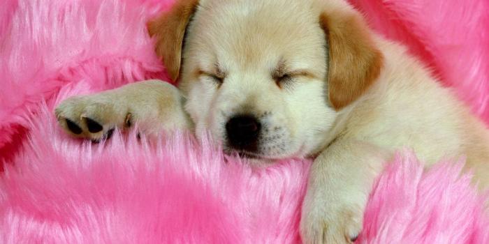 1920x1200 10 New Cute Puppy Pictures Wallpaper FULL HD 1080p For PC Background