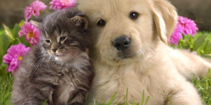 1024x768 Puppies And Kittens Wallpapers