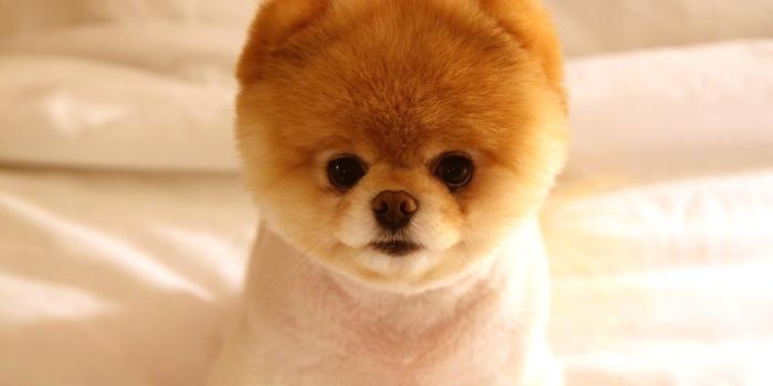 1920x1080 Cute Puppy Wallpaper - Looks Like A Teddy Bear (#118426) - HD