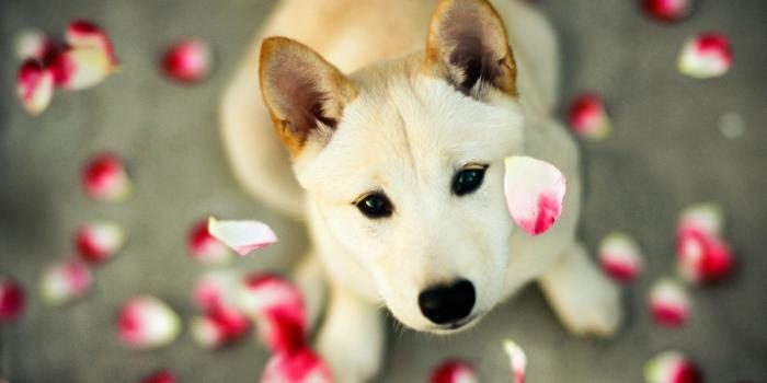 1920x1080 Cute Puppy Wallpaper #6785123