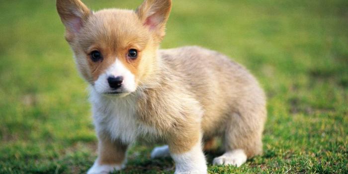 1280x800 Very Cute Puppy - Wallpaper - Puppies Wallpaper | Chainimage