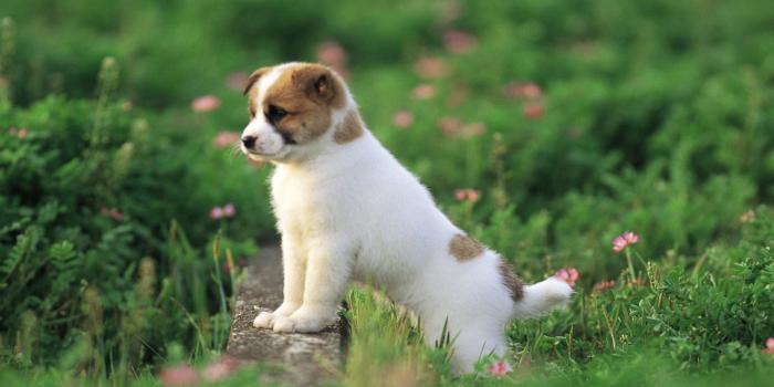 1920x1080 Free Cute Puppy Wallpaper #6791721