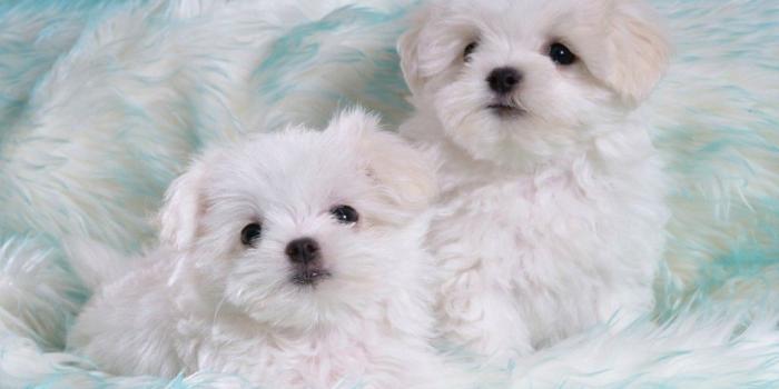 1024x768 White Puppy Wallpapers (82+)