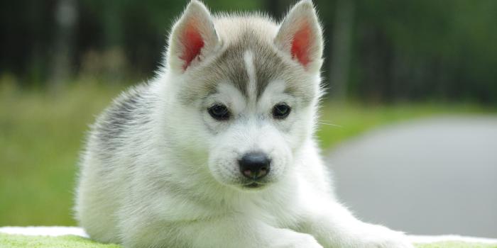 2560x1600 White Puppy Wallpapers Modafinilsale Very Cute Puppies - Litle Pups