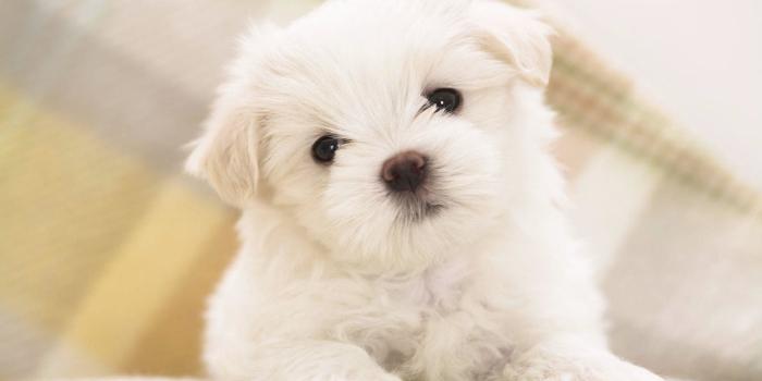 2880x1800 Cute Puppy Pictures Wallpaper ·① WallpaperTag