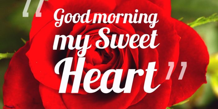 1600x1200 40+ Beautiful Good Morning Rose Images | Good Morning Quotes | Good