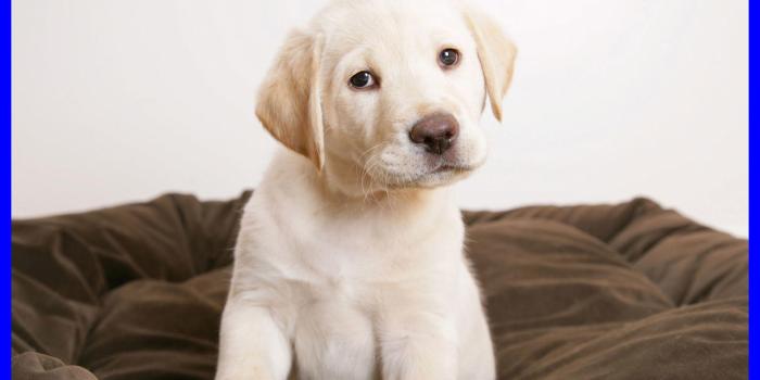 1978x1258 Cute Puppy Wallpaper Hd (57+), Download 4K Wallpapers For Free