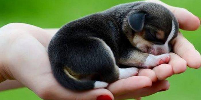 1920x1080 Cute Puppy Wallpaper (31+), Find HD Wallpapers For Free