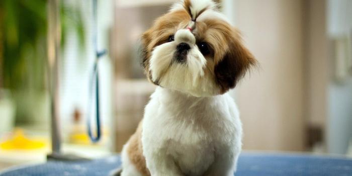 1680x1050 Cute puppy dog pet face hand wallpaper Gallery