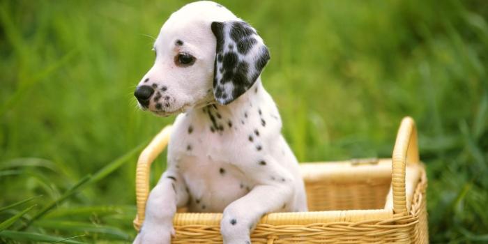 1920x1080 Cute Puppy Wallpapers Those Are Perfect To Make Your Mood Happy