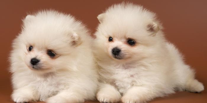 2560x1600 Cute Puppies Wallpaper - Wallpapers Browse