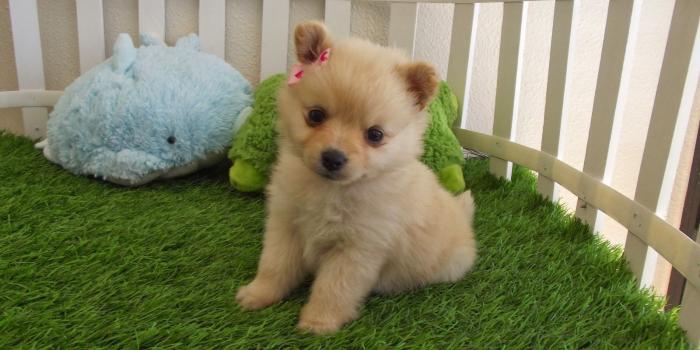 1600x1200 Cute Puppy Wallpaper Hd - (57++ Image Collections)