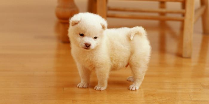 2560x1600 Cutest Puppy HD wallpaper