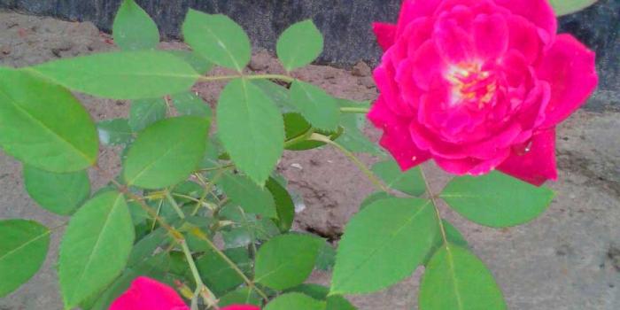 960x1280 186+ Good Morning Images Photo Wallpaper Picture Free Download