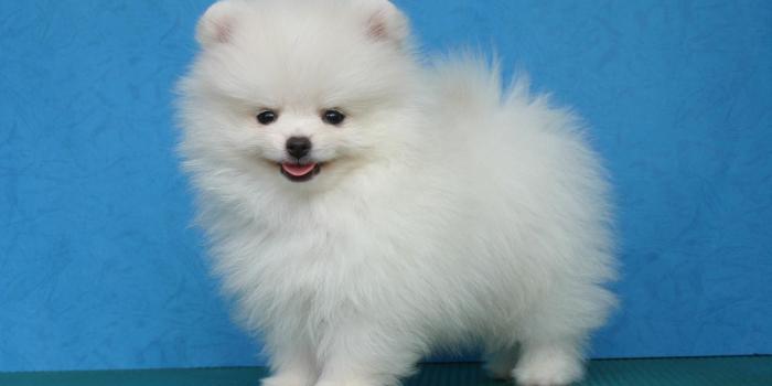 1946x1292 A Very Cute Adorable Puppy. wallpaper | animals | Wallpaper Better