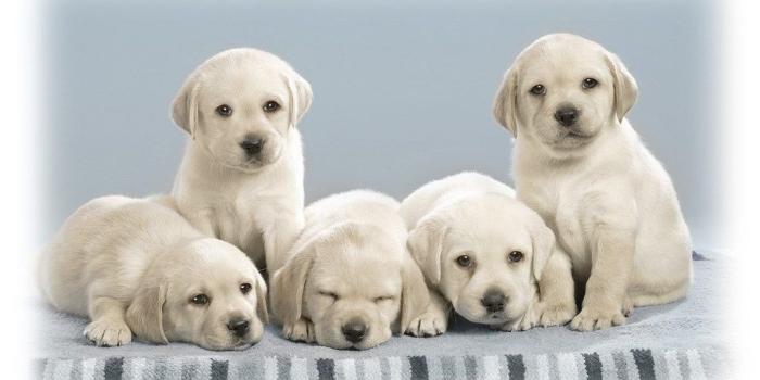 1024x768 Puppy Pictures Website Cute Puppy Pictures Cute Puppy Wallpapers