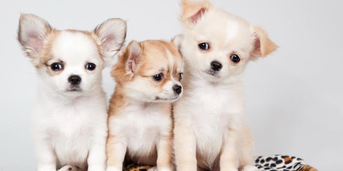 1920x1200 Cute wallpapers puppies Gallery