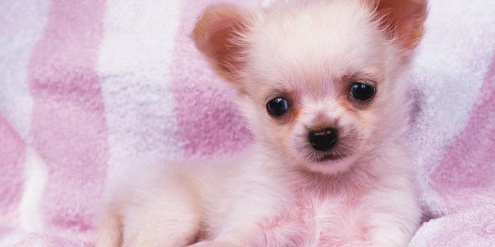 1280x1024 Very Cute Puppies Wallpapers 1280x1024 (357.99 KB)