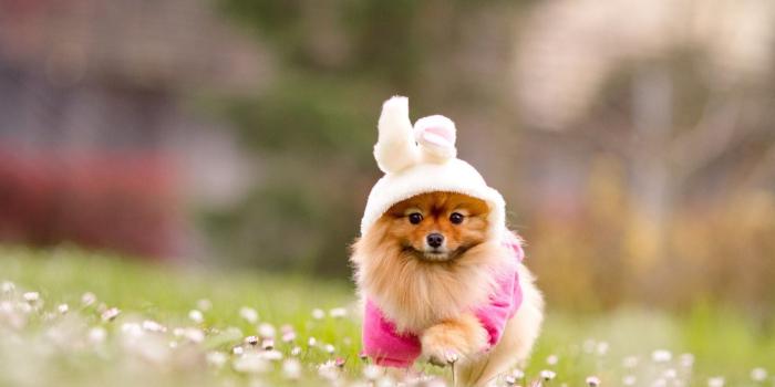 1920x1200 Cute Puppy Wallpapers ·① WallpaperTag