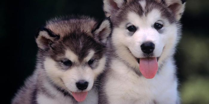 1920x1200 Cute Puppies Wallpaper #6954288