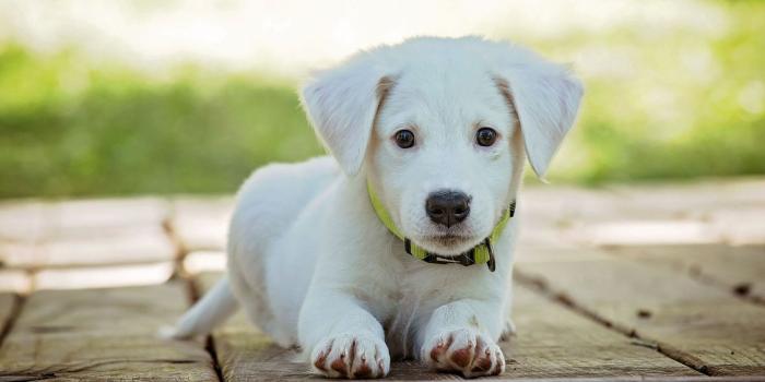 1600x900 Cute Puppy Wallpapers (40 images) - Wallpaper Stream