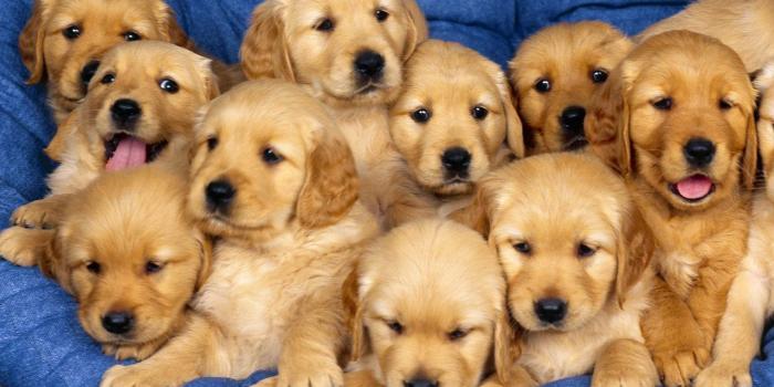 1280x800 Cute Puppy wallpaper | 1280x800 | #58330