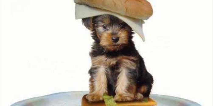 1280x800 Cute Puppy - Puppies Wallpaper (13379771) - Fanpop