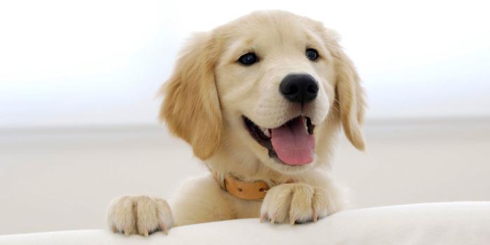 1920x1200 Cute Golden Retriever Puppies Wallpaper (56+ images)