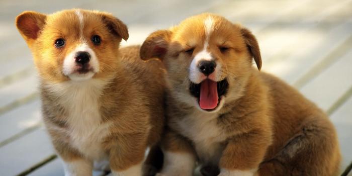 1600x1200 So cute - Puppies Wallpaper (14749029) - Fanpop