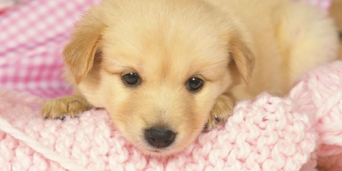 1600x1200 Mobile Puppy Pictures - HD Quality