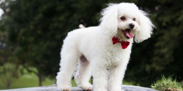1920x1080 Poodle Cute Puppy Wallpaper - Wallpaper Stream