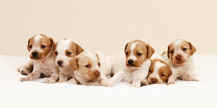 1920x1200 Cute puppies wallpaper - Animal wallpapers - #24770