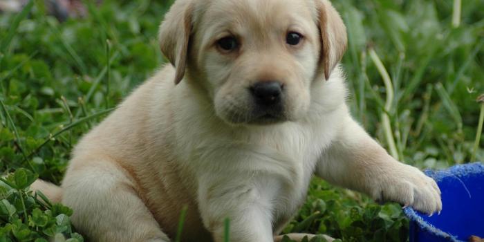 1600x1277 22833 very cute puppy wallpaper