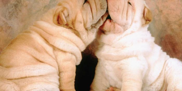 1600x1200 HD Cute Puppy Backgrounds