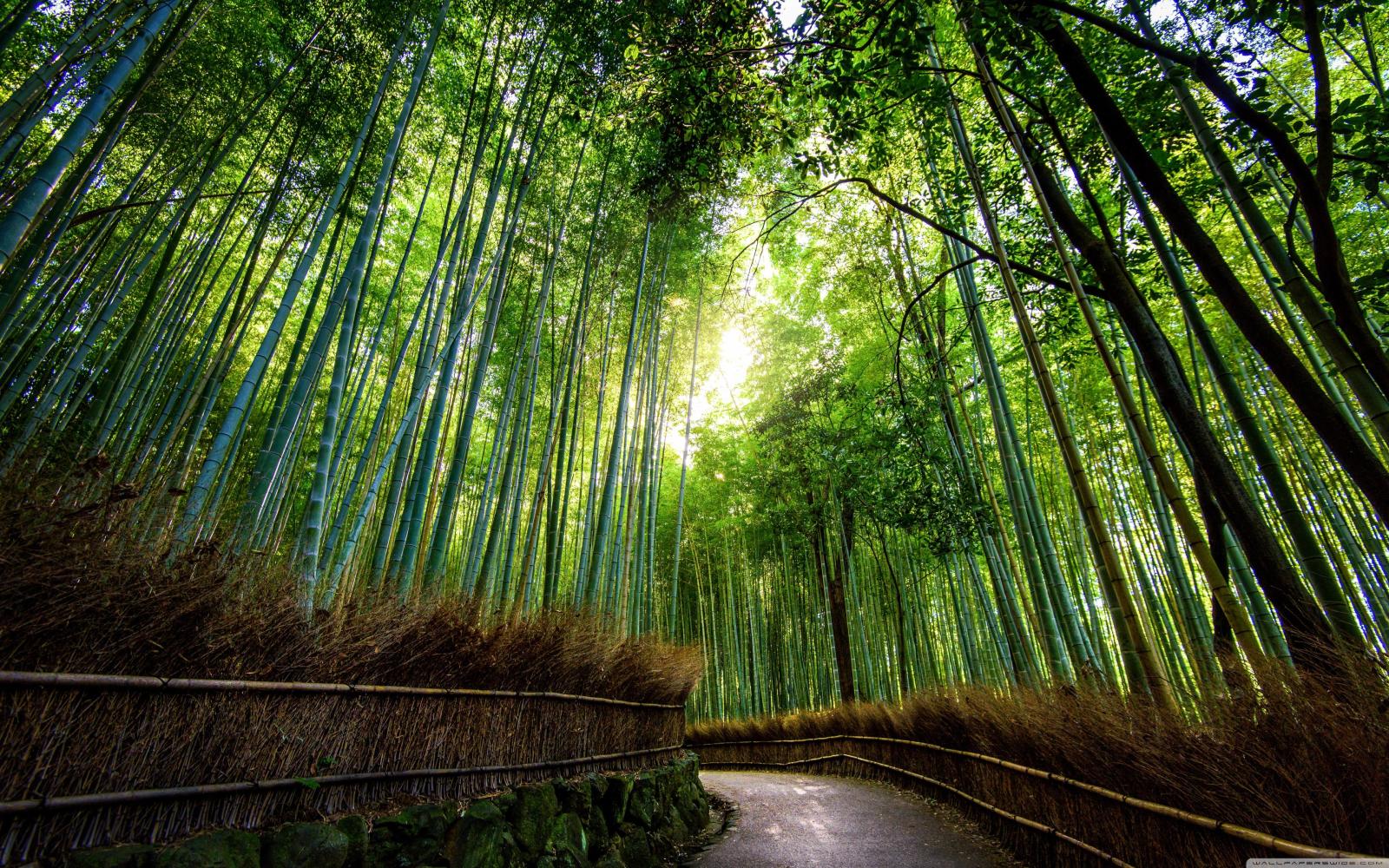 3840x2400 Bamboo Forest, Kyoto, Japan ❤ 4K HD Desktop Wallpaper for 4K Ultra
