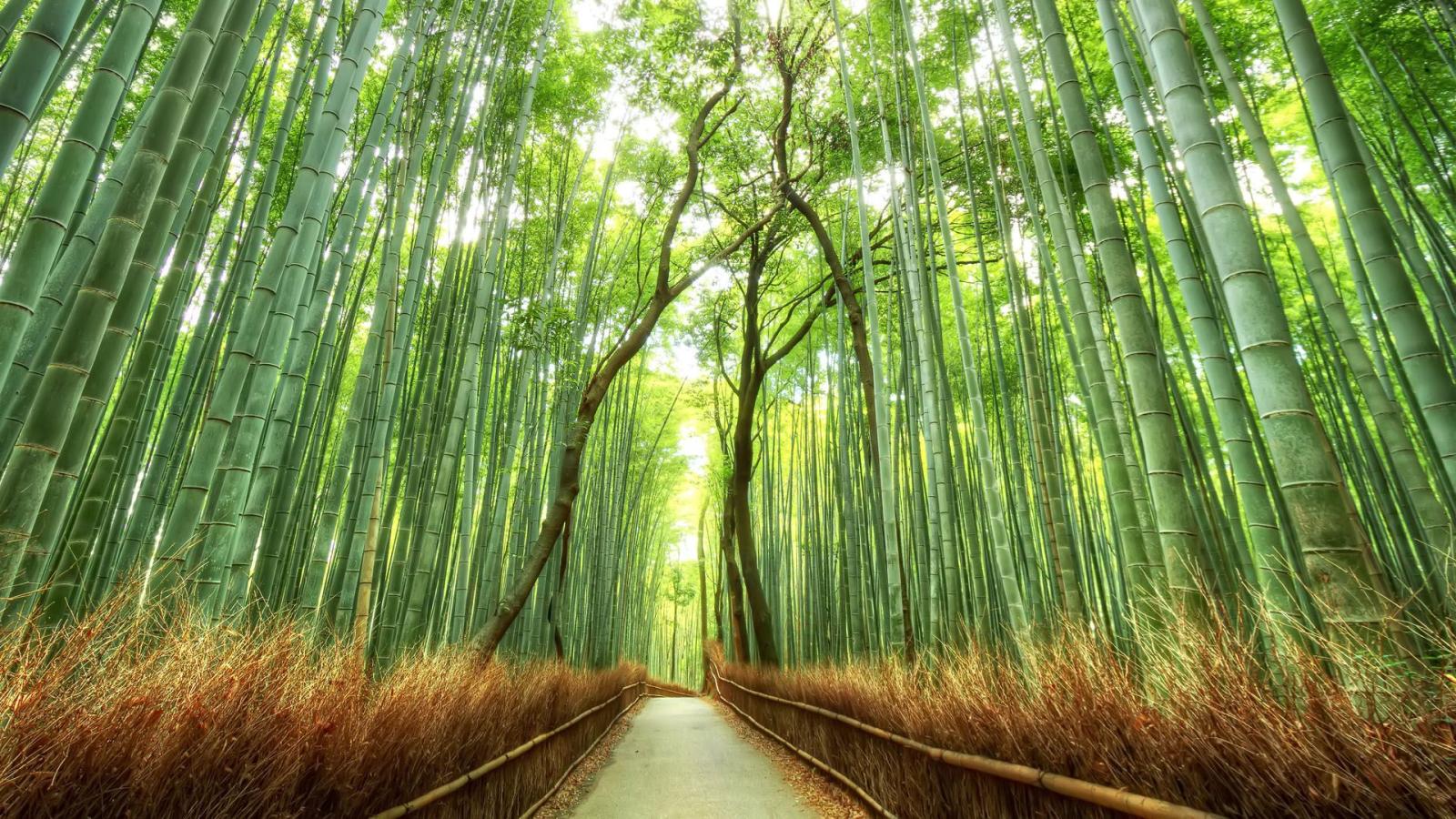 1920x1080 Kyoto Bamboo Forest [1920x1080] : wallpapers